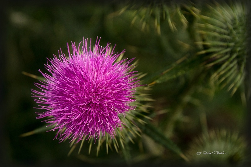 Thistle by the Lake - ID: 14295713 © Pamela Bosch