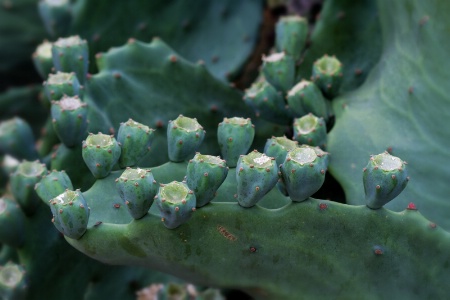 Mexican Prickly Pear Cactus