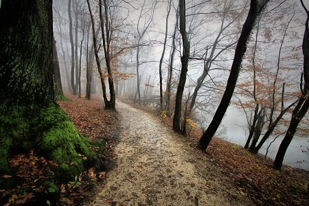 Foggy Path