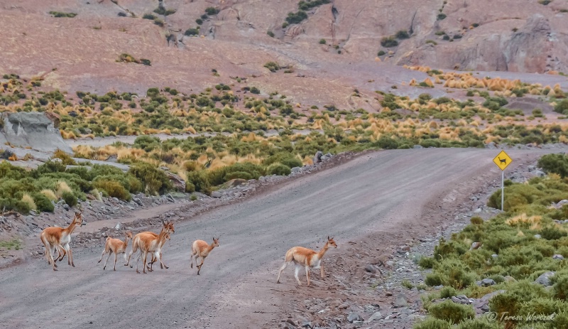 Vicuña on the road