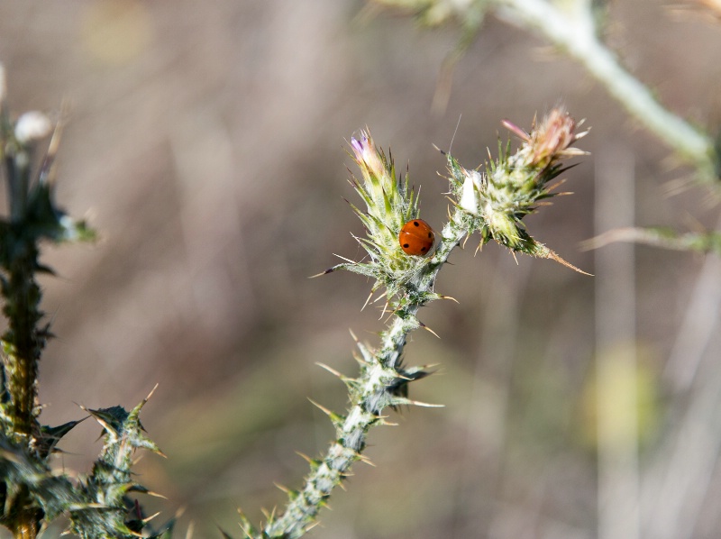 Ladybug - 188
