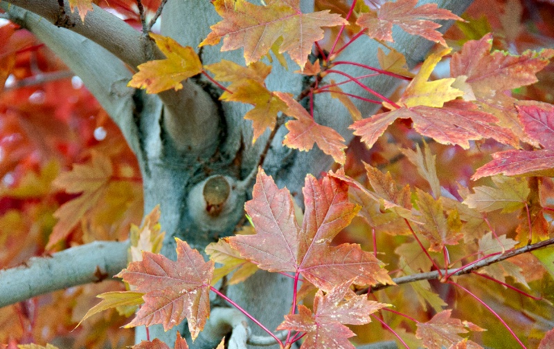 fall maple leaves dsc0070
