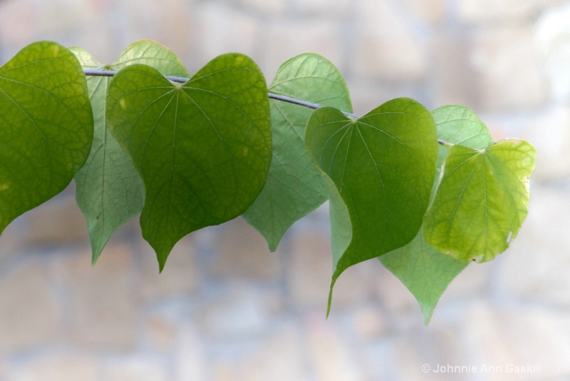 Heart-Shaped Leaves