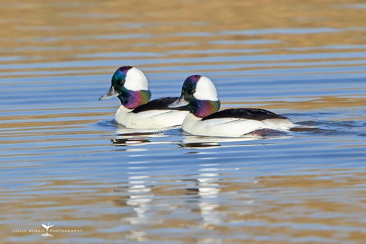 Bufflehead Drake Ducks - ID: 14302006 © Leslie J. Morris