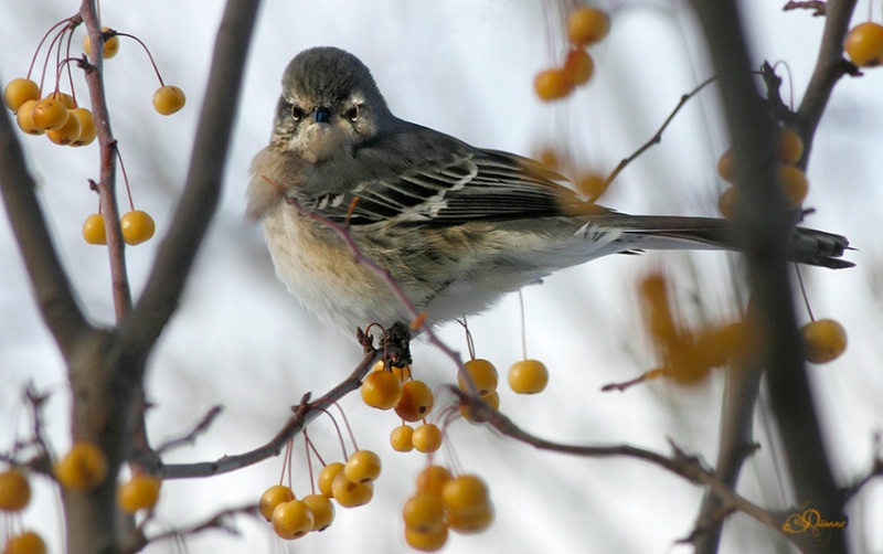 Morning Bird