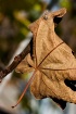 Hanging Leaf