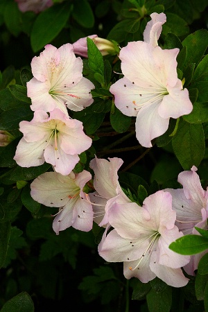 Pale pink azalea flowers