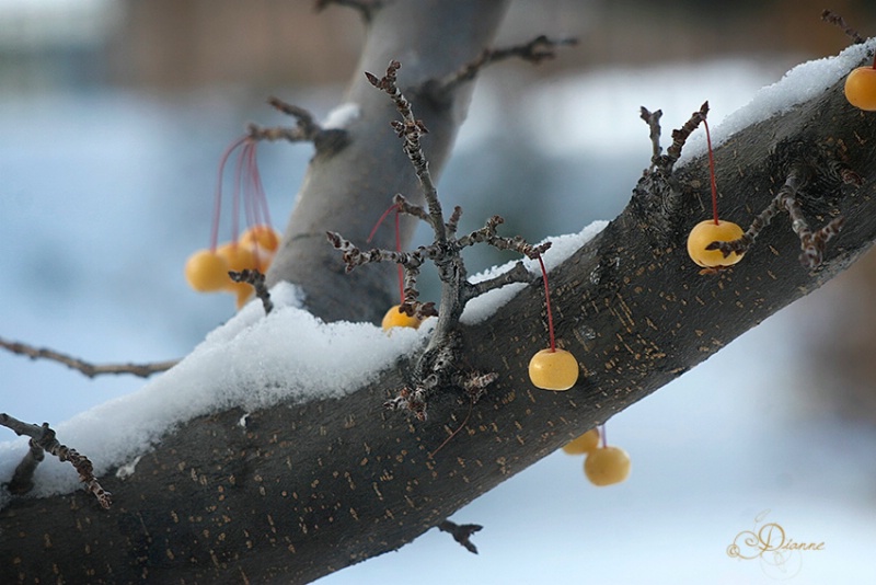 Winter Fruit