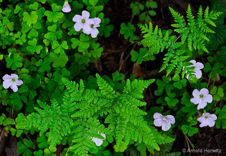 Ferns and Clover