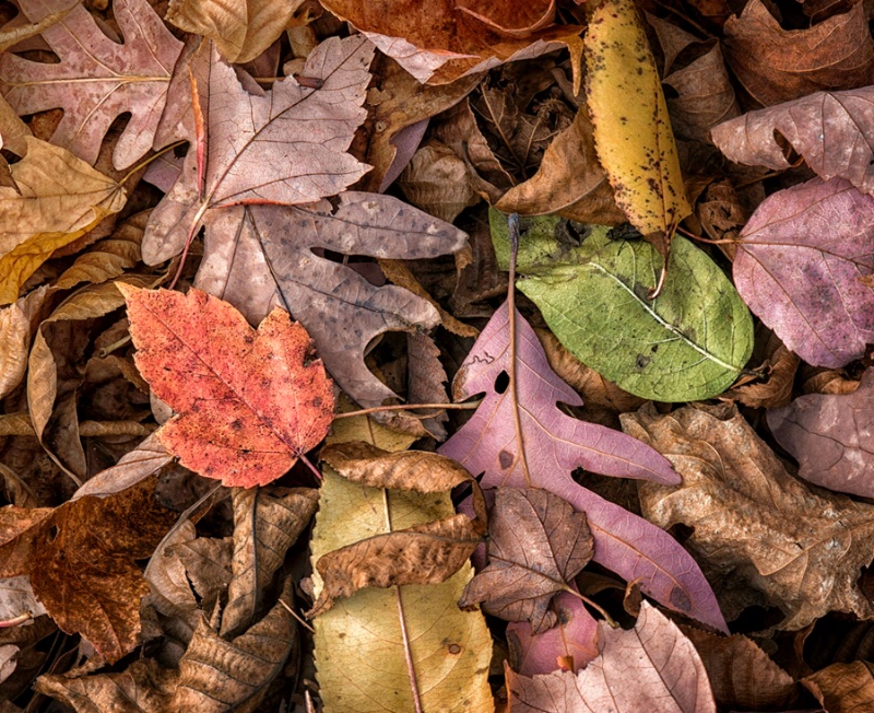 Autumn Leaves