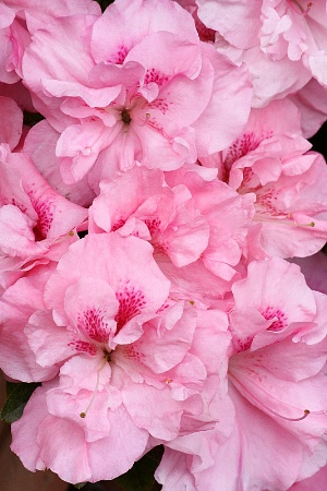 Pink blooming