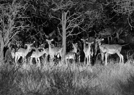 Kedar impala herd at sunrise