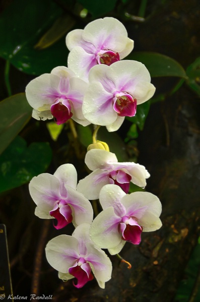 Rainforest Orchids