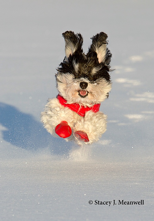 Boundless Joy - ID: 14304556 © Stacey J. Meanwell