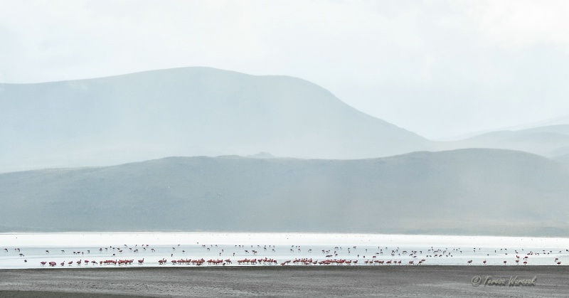 a land of flamingos