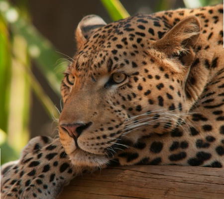 Leopard in Thought