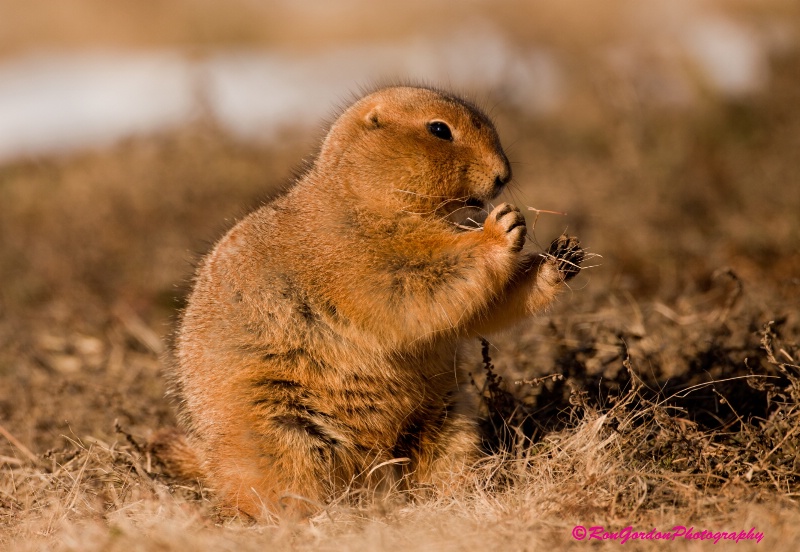 "Prarie Dog Portrait"