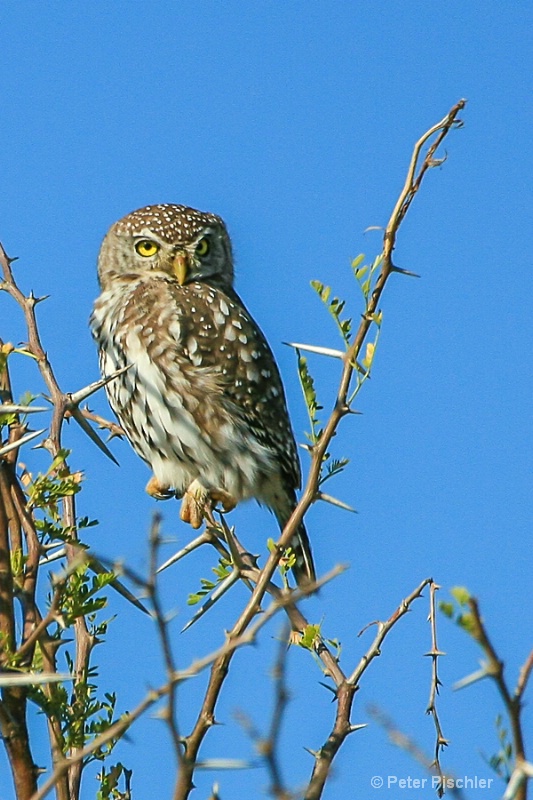 Pearl-spotted Owl