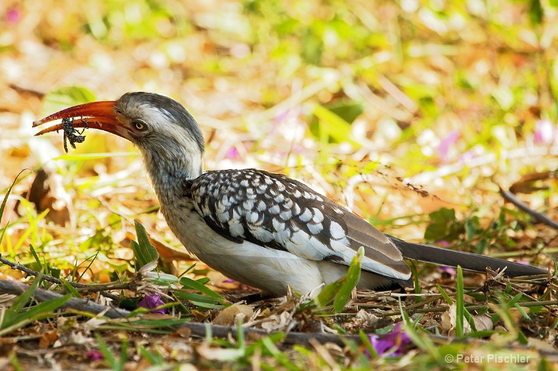 Red-billed Hornbill with tasty morsel