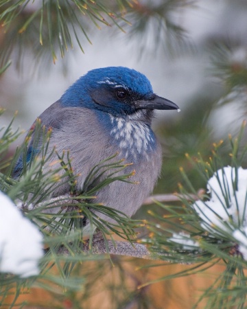 Western Scrub-Jay with snow on its beak