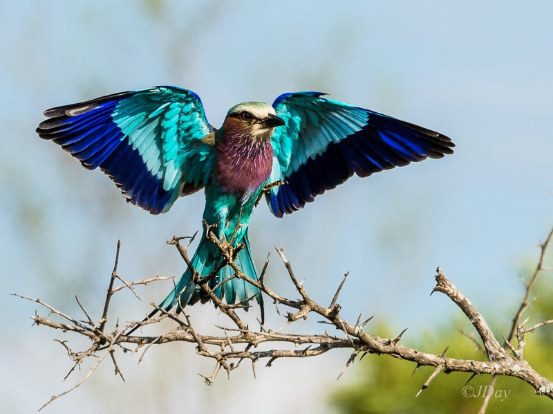 Spread Your Wings--Lilac Breasted Roller