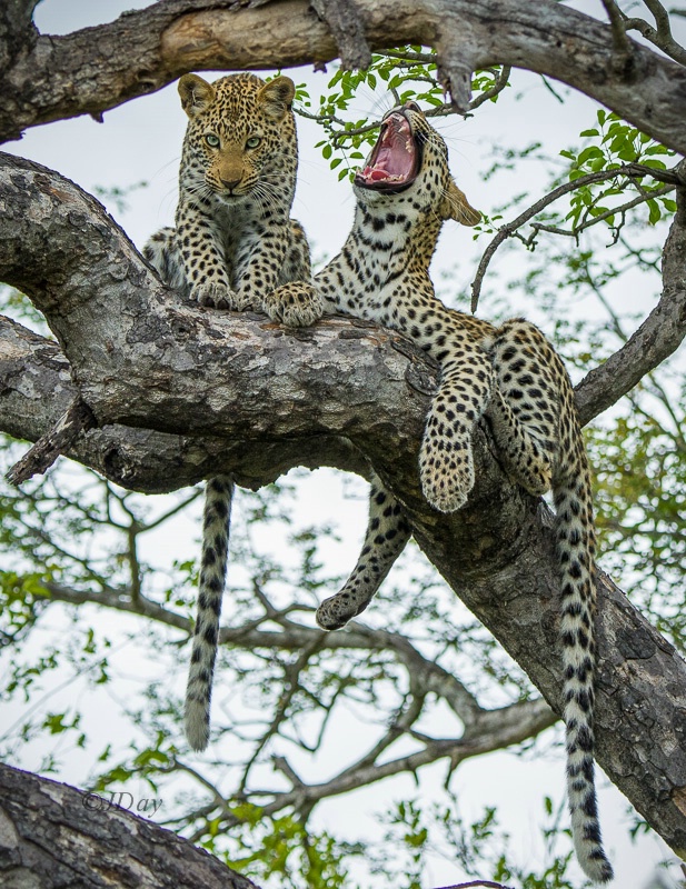 Leopard Brothers