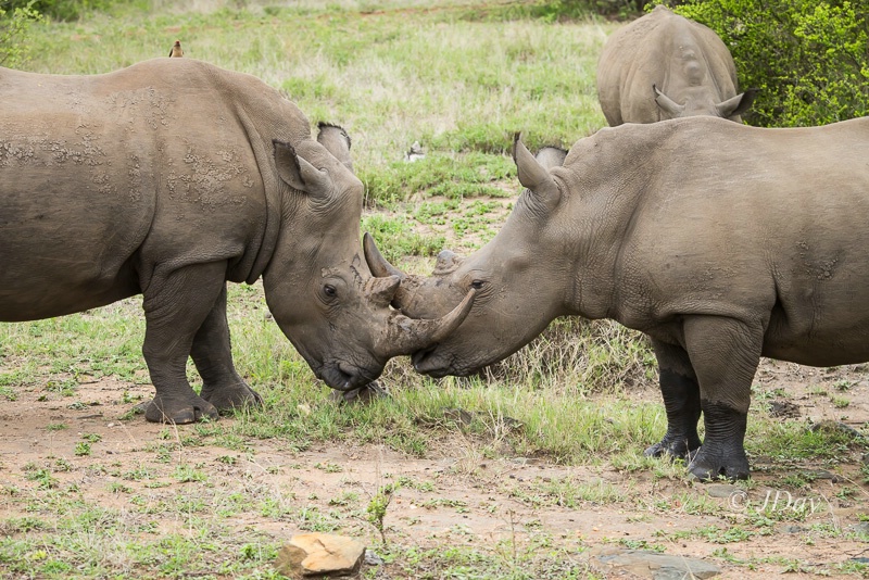 Dueling Rhinos