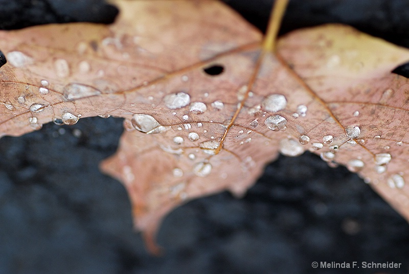 Rainy Day