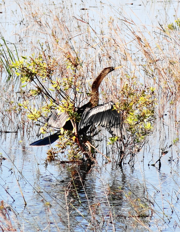 Bird in Hiding