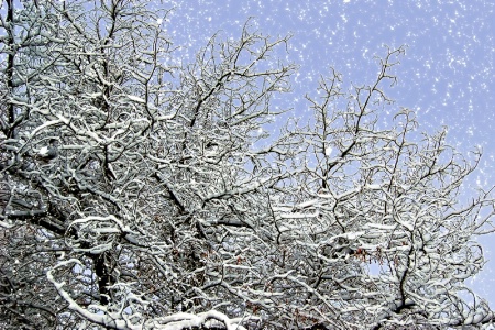 Snow on Branches