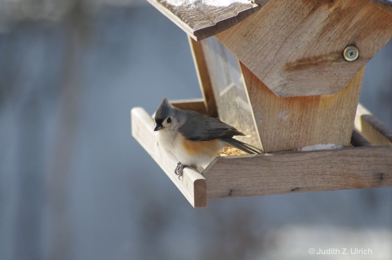 Tufted Titmouse