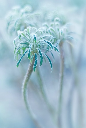 Frost Rimmed