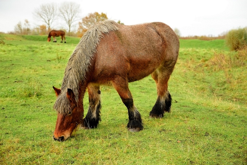  Belgian draft horse