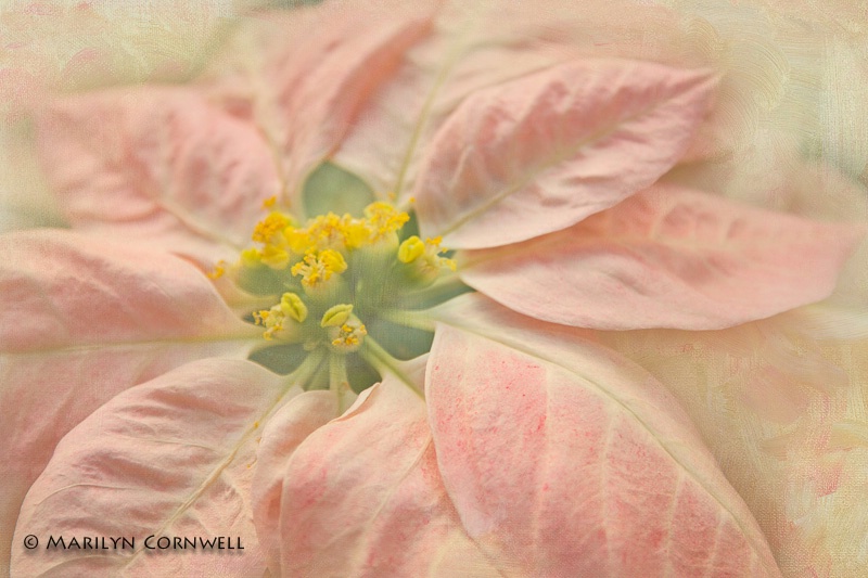 Poinsettia in Pink - ID: 14310443 © Marilyn Cornwell