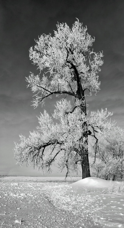 Cottonwood in glorious frost - ID: 14310453 © Roxanne M. Westman