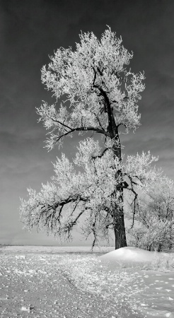 Cottonwood in glorious frost