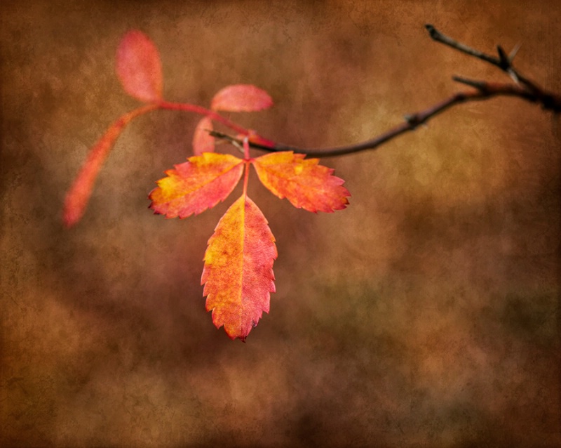 Autumn's Last