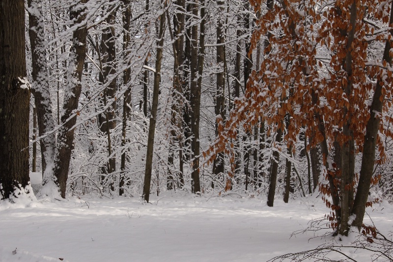 woodland winter