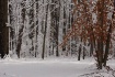 woodland winter