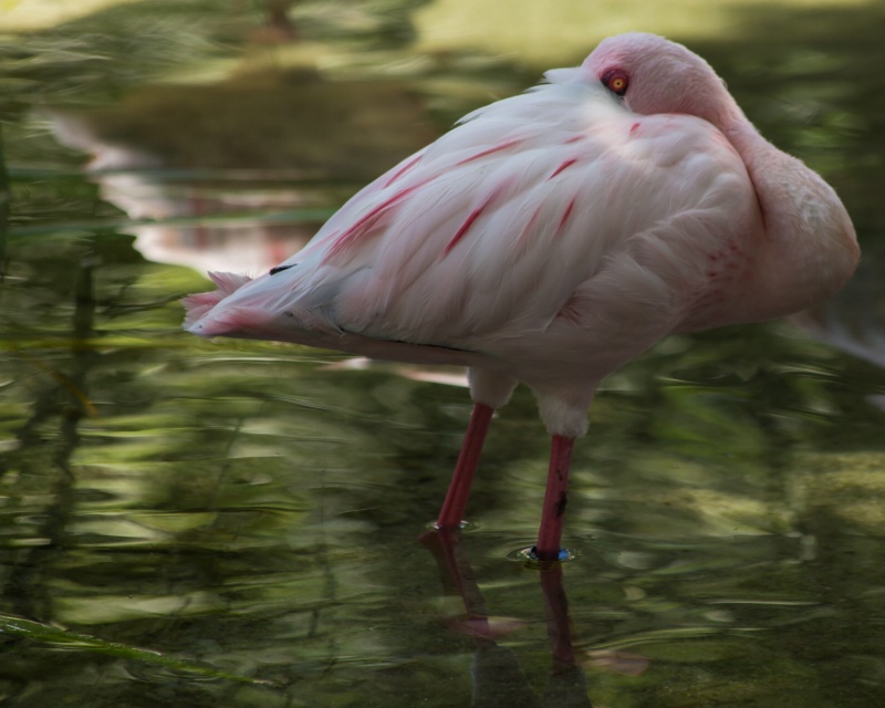 Flamingo Eye