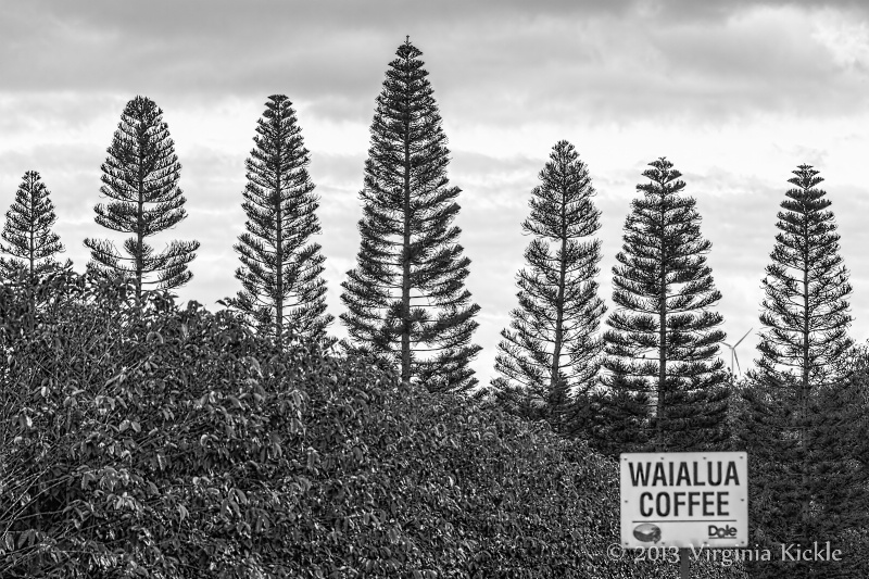 Waialua Coffee