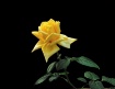 "A rose is a ...