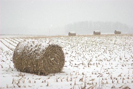 Winter In The Fields