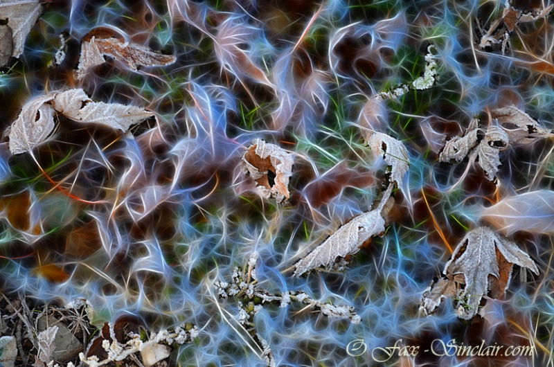 Frozen Leaves on the Astral Plane - ID: 14311514 © Fax Sinclair