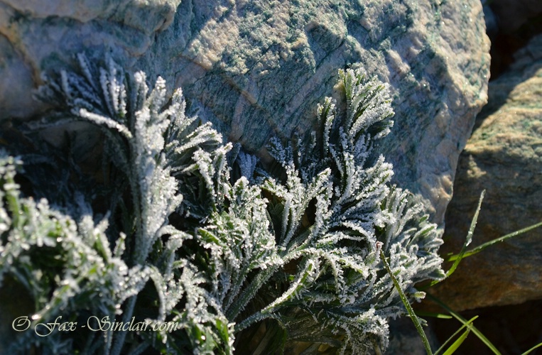 Frozen Poppys