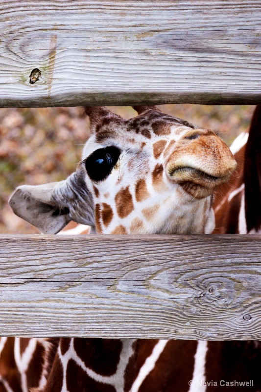 Baby Kangaroo Peeking Through Fence
