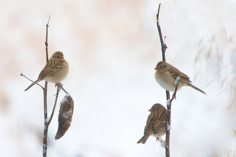 Feld Sparrows in the Snow 