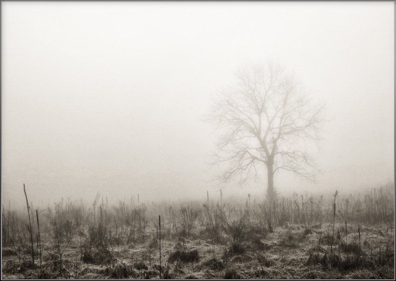 December Fog