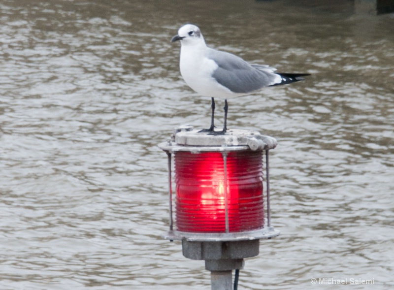 Red Light Gull - ID: 14312586 © Michael K. Salemi
