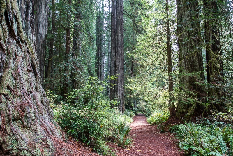 A Quiet Walk in the Redwoods - 612